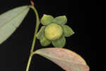 Florida leaf-flower